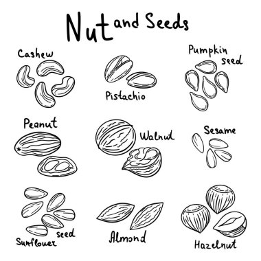 Yazılı fındık ve tohum seti. Vektör çizimi. Badem, kaju.