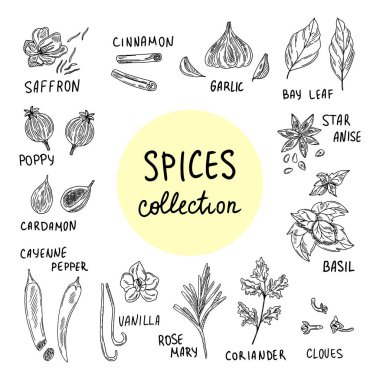 Baharat ve bitkilerin vektör çizimi. Zencefil, tarçın, vanilya, anason, fesleğen, biberiye, zerdeçal. Menüler, ambalajlar, desenler, baskılar oluşturmak için kullan.