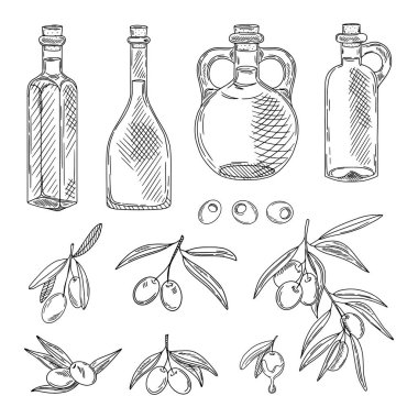 Zeytin, dal, zeytin yağı, zeytin dalı, şişe taslakları.