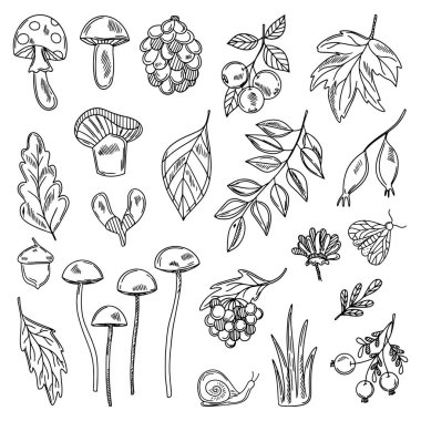 Sonbahar çizgi tasarım elementleri. Sonbahar, Şükran Günü, Balkabağı mevsimi. Vektör illüstrasyonu