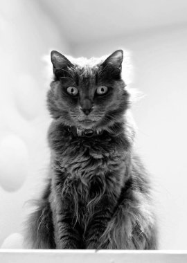 Odadaki kedi
