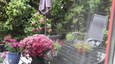 Yaz yağmurlu bir gün ve damlayan yağmur damlaları güzel bahçedeki çiçeklerle birlikte. 