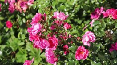 Güzel pembe gül sallanıyor bahçede rüzgarda 