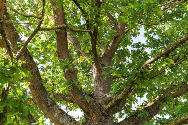 Meşe gövdesi ve dalları yeşil yapraklı. 