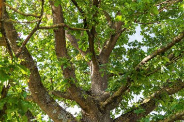 Meşe gövdesi ve dalları yeşil yapraklı. 