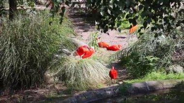 Güneşli bir günde kızıl bir Ibis kuşu parkta yürüyor. 