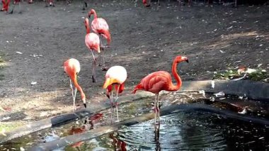 Suyun kenarında pembe flamingo sürüsü 