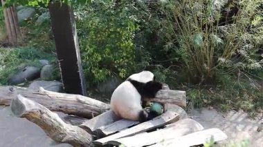 Sevimli bir panda gündüzleri ağaçta uyur. 