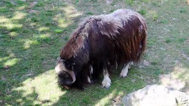 Bir misk sineği yeşil çimlerle otlar.