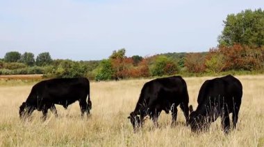Güneşli bir günde otlayan ineklerle dolu kırsal alan