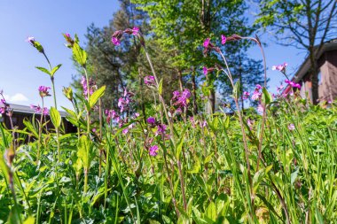 Baharda açan büyük bir leylak çalısı