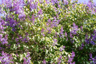 Baharda açan büyük bir leylak çalısı