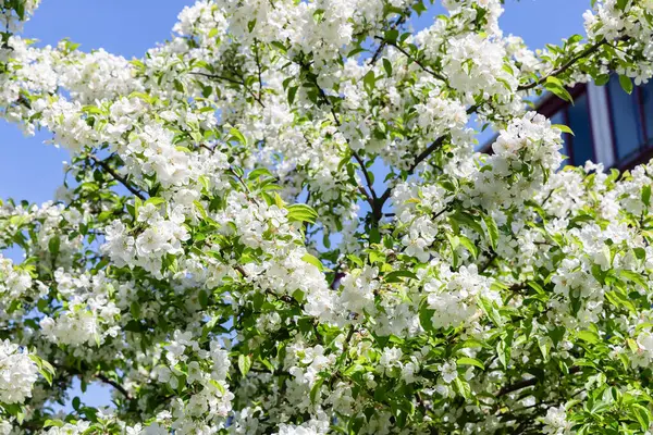 İlkbaharda sersemletici güzel çiçek açan ağaç.