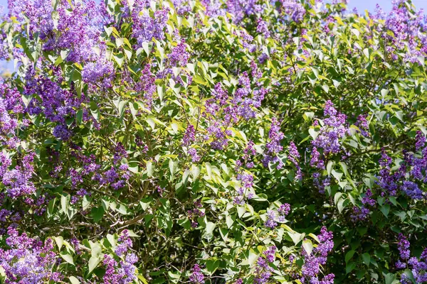Baharda açan büyük bir leylak çalısı