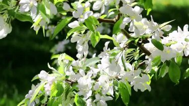 Ağaçların dalları rüzgarda sallanıyor.