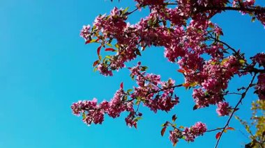 Çiçek açan güzel dallar ve kırmızı pembe çiçekler. 