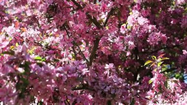 Çiçek açan güzel dallar ve kırmızı pembe çiçekler. 