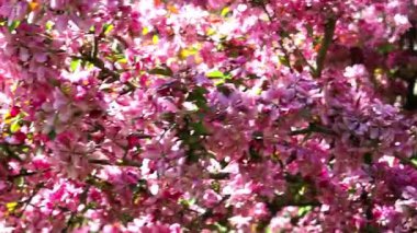 Çiçek açan güzel dallar ve kırmızı pembe çiçekler. 