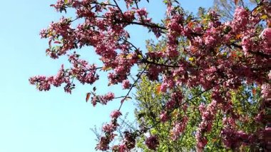 Çiçek açan güzel dallar ve kırmızı pembe çiçekler. 