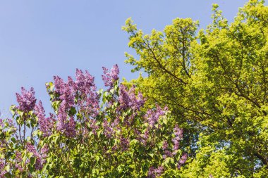 Bahar ve mavi gökyüzünde çiçek açan leylak çalısı.