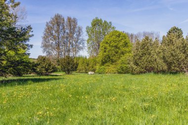 Ormanda ya da ağaçlarla çevrili büyük yeşil bir çayır.
