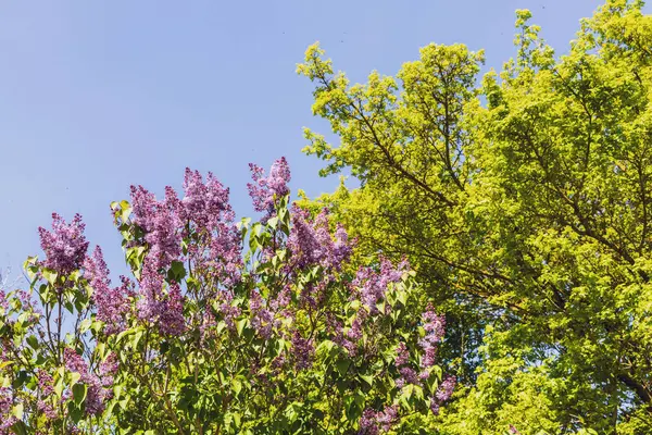 Bahar ve mavi gökyüzünde çiçek açan leylak çalısı.