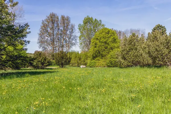 Ormanda ya da ağaçlarla çevrili büyük yeşil bir çayır.