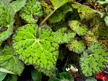 Yeşil desenli yaprakları olan güzel bir sırt greni.