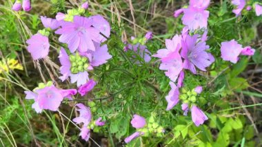 Pembe çan çiçekleri rüzgarda sallanıyor 