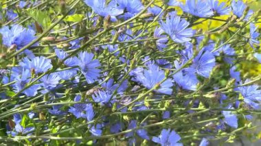 Güzel doğal hindiba çiçekleri rüzgarda sallanıyor