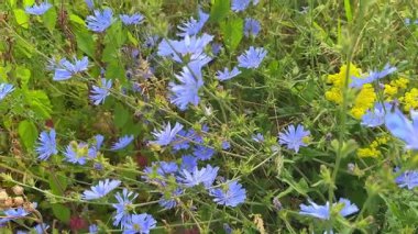 Güzel doğal hindiba çiçekleri rüzgarda sallanıyor