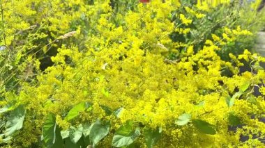Sarı çiçekler rüzgarda sallanıyor.