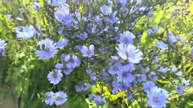 Güzel doğal hindiba çiçekleri rüzgarda sallanıyor