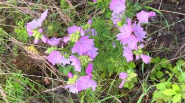 Pembe çan çiçekleri rüzgarda sallanıyor 