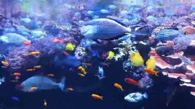 Birçok renkli balık su altında yüzer 