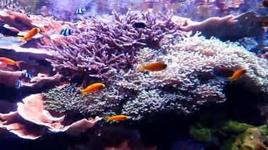 Birçok renkli balık su altında yüzer 