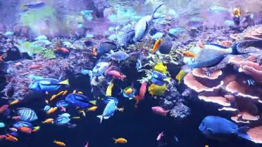 Birçok renkli balık su altında yüzer 