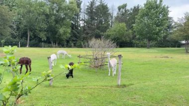 alpacas grazing on green pasture