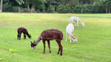 alpacas grazing on green pasture