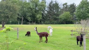 alpacas grazing on green pasture