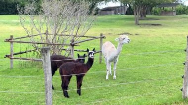 alpacas grazing on green pasture