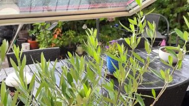 Rainy day outside window with garden view