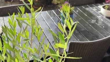Raindrops falling on table with potted flower