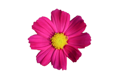 Canlı pembe kozmos çiçeğinin en üst görüntüsü. Bu görüntü canlı pembe bir kozmos çiçeğinin tam çiçeklenme görüntüsünü gösteriyor. Çiçeğin, sayısız küçük çiçekten oluşan merkezi sarı bir diskten yayılan parlak pembe yaprakları vardır.. 