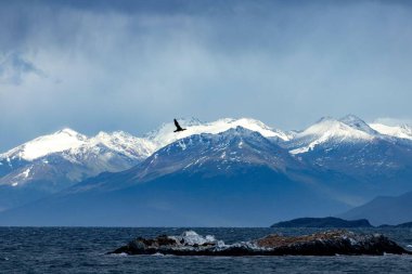 An incredible image of the large bird flying over the Beagle Channel and the Andes Mountains in the background clipart