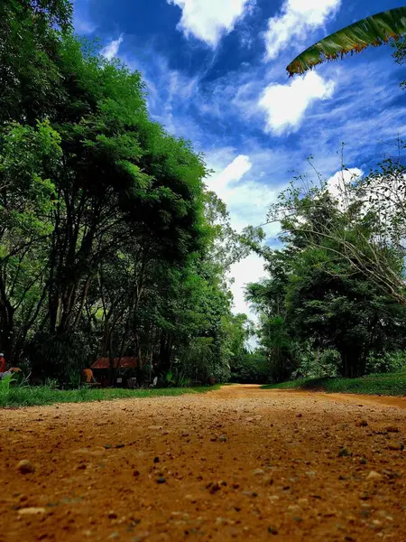 Güneşli bir günde yol boyunca ağaçlarla kaplı toprak bir yol. 