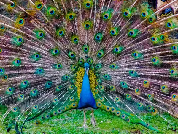 Açık kanatlı renkli tavus kuşu