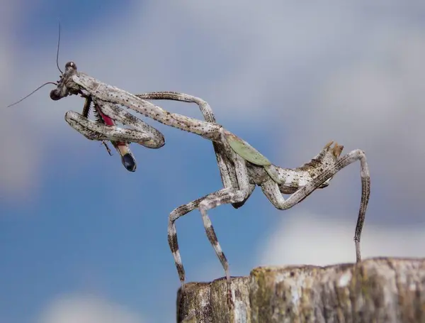 Kameraya bakan bir kütükte peygamberdevesi.