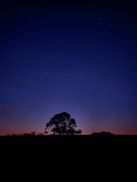 Alacakaranlıkta bir evin çatısındaki ağaç silueti