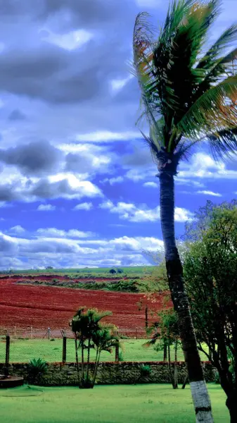 Rüzgarlı bir günde ön planda palmiye ağaçları olan bir çiftlik.